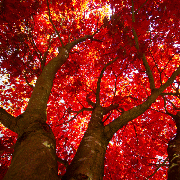 root chakra balance
