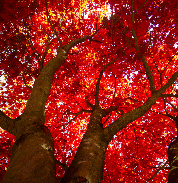 How to Heal Your Root Chakra & Reduce Anxiety Naturally