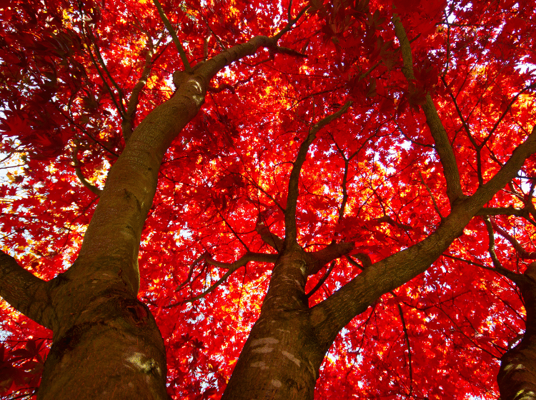 root chakra balance