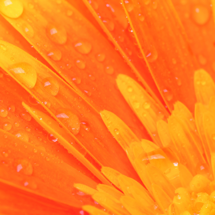 sacral chakra health