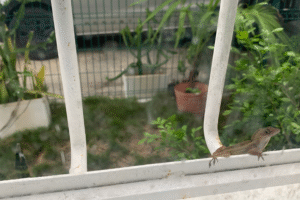 From Darkness to Light: A Lesson from a Lizard in Tulum