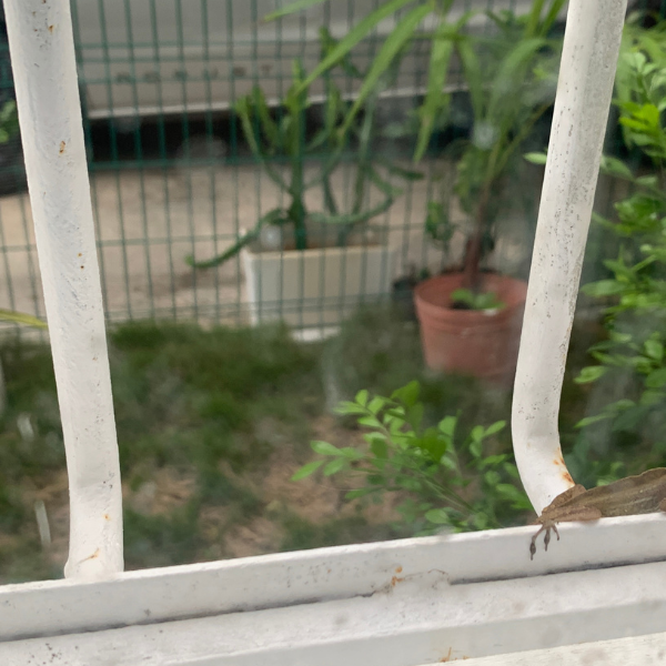 From Darkness to Light: A Lesson from a Lizard in Tulum