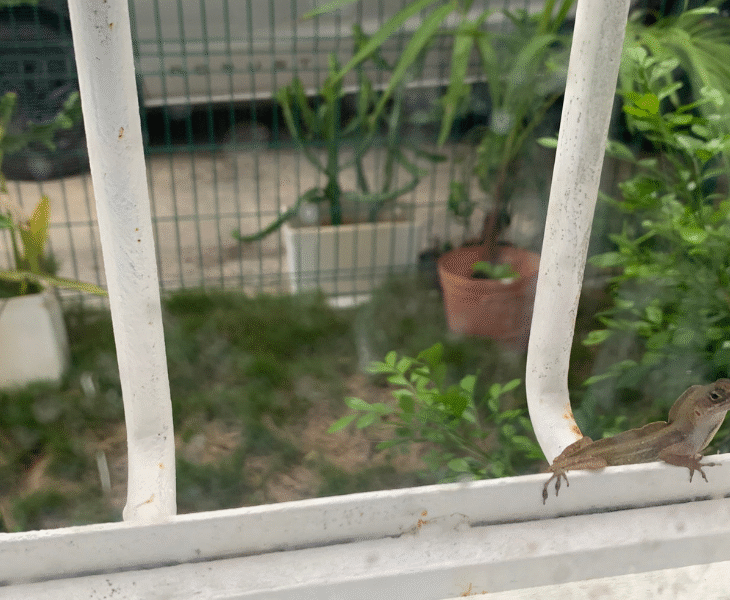 From Darkness to Light: A Lesson from a Lizard in Tulum